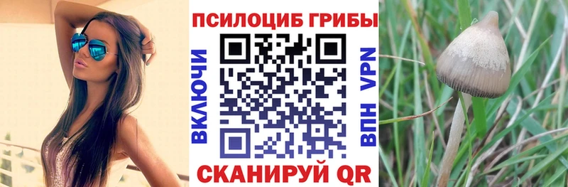 Галлюциногенные грибы Psilocybine cubensis  Красноармейск 